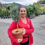 Smrek pichľavý (Picea pungens) ´ISELI FASTIGIATE´ - výška 40-50 cm, kont. C5L